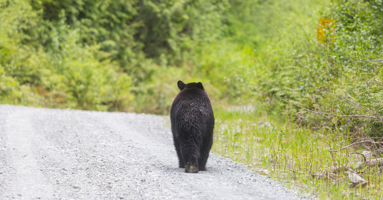 誰の靴を履いているのかークマと、「自然」という概念と、認めることしかできないということ